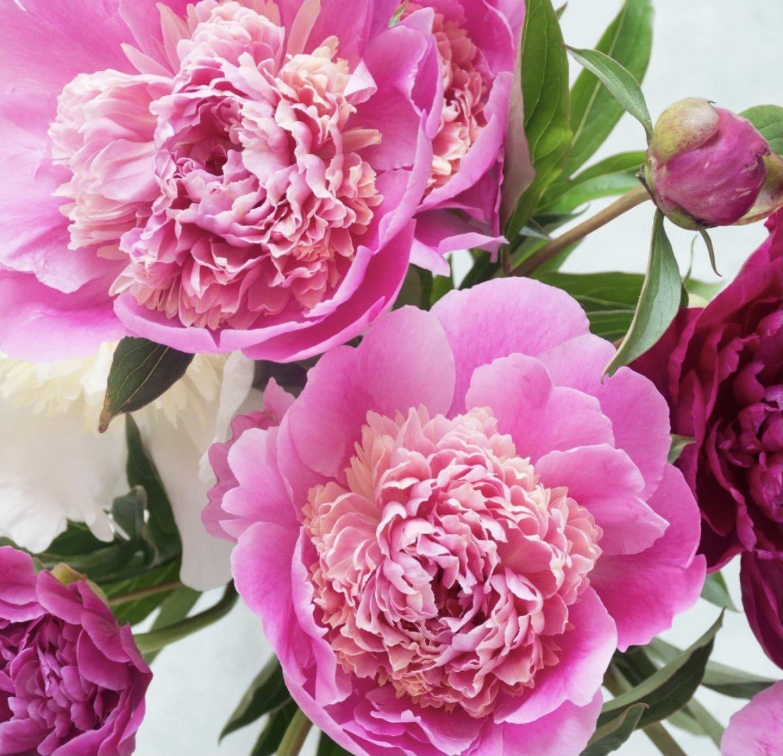 Pink Picasso Paint by Number Kit - Magic Magenta PPK-1620MA gift Pink Picasso