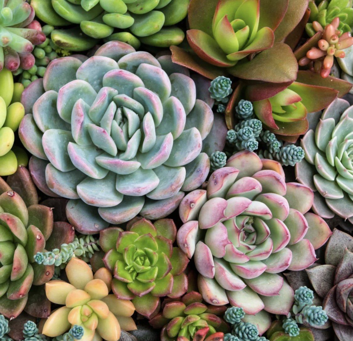 Pink Picasso Paint by Number Kit - Sensitive Succulent PPK-1620SE gift Pink Picasso 